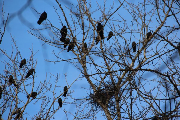 Март Грачи прилетели