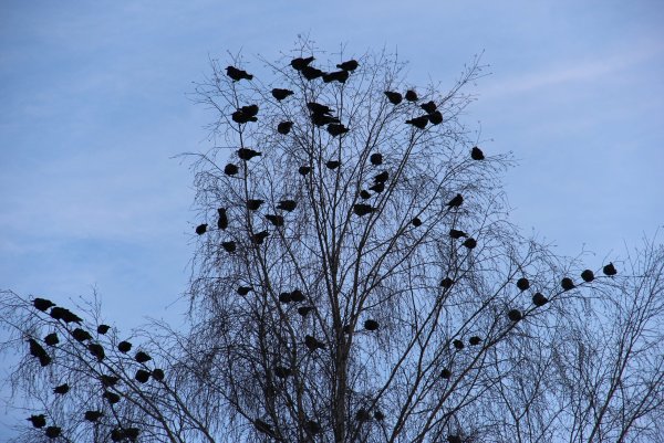Грачи прилетели Весна гнезда