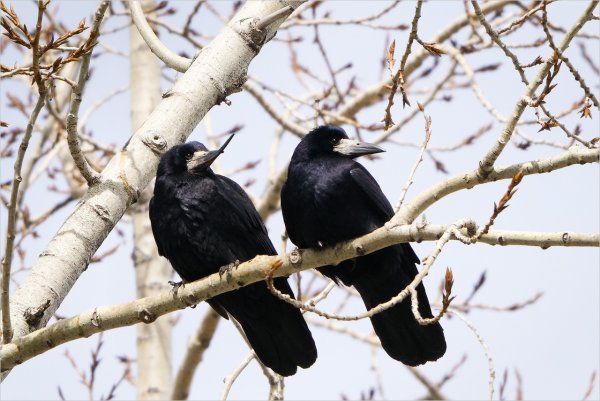 Грачи прилетели