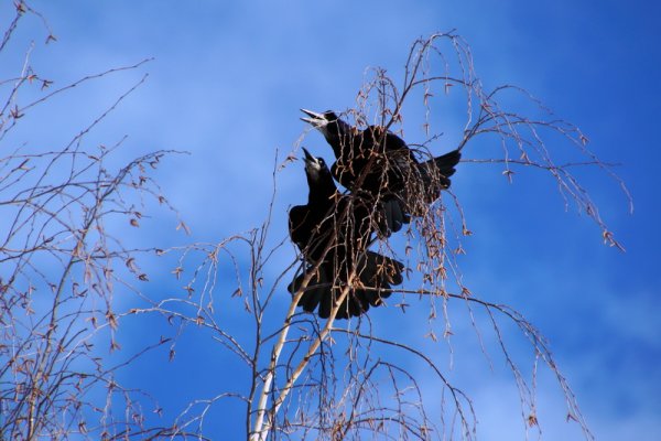 Грачиные гнезда на деревьях