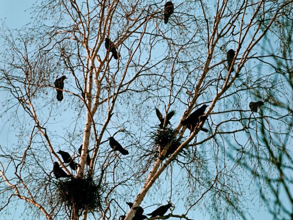 Весна перелетные птицы Грачи
