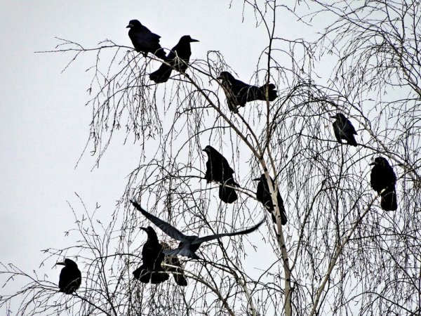 Грачиная стая