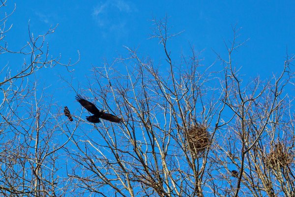 Ранняя Весна птицы прилетели