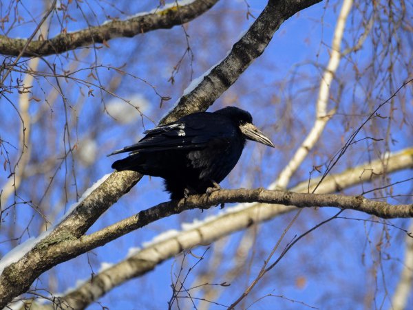 Грач Сибирский