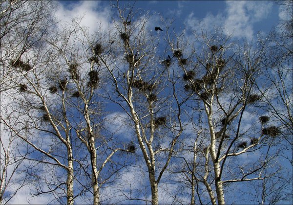 Весна Грачи прилетели
