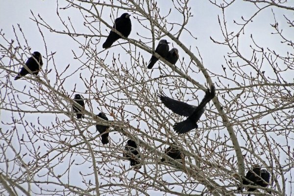 Грачи прилетели птицы
