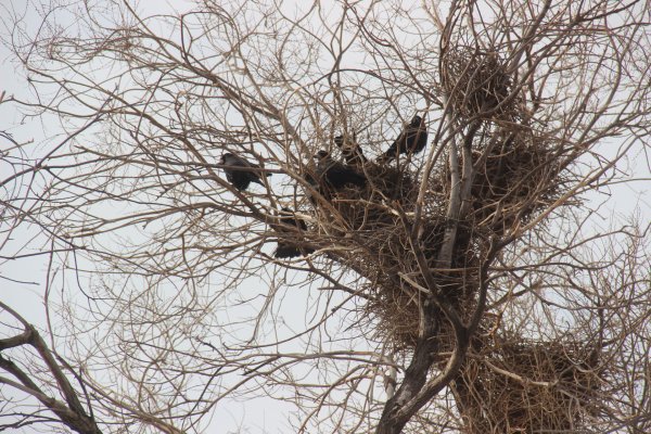 Грачи прилетели 2020