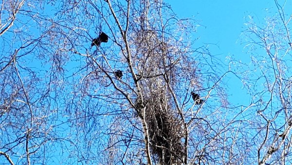 Весна Грачи не прилетели