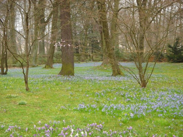 Весенняя весенняполяна