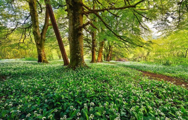 Поляна весной