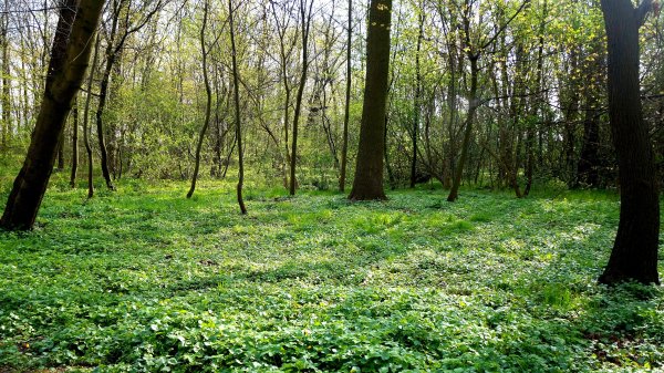 Лесная Поляна весной