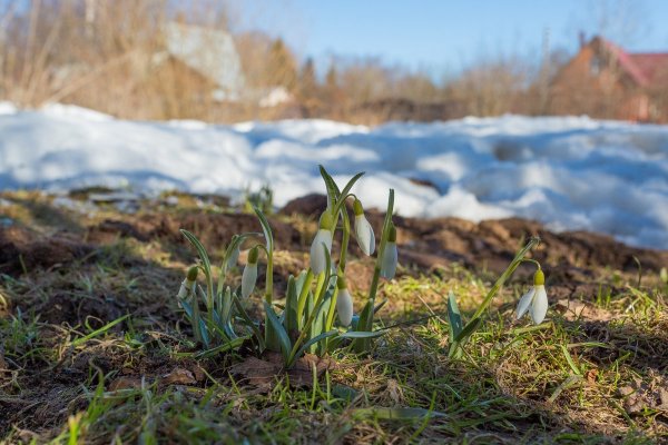 Репин Дмитрий. Первоцветы