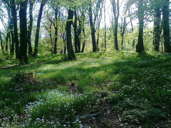 Вистменский лес Поляна