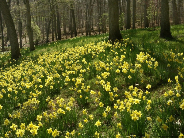 Лесные цветы