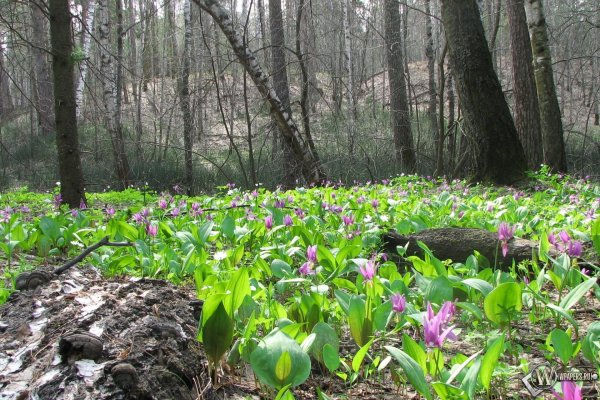 Поляна первоцветов в лесу