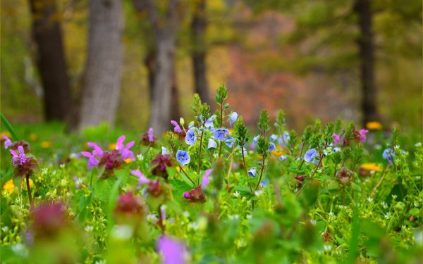 Васильковая Березовая роща