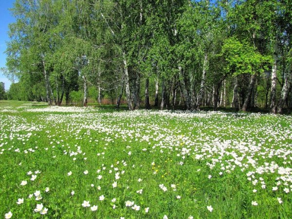 Кратовский лес Весна