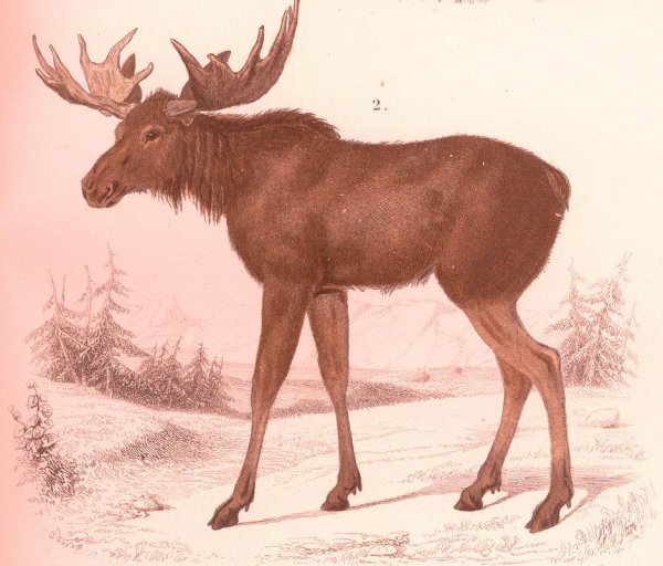 Лось зимой для детей