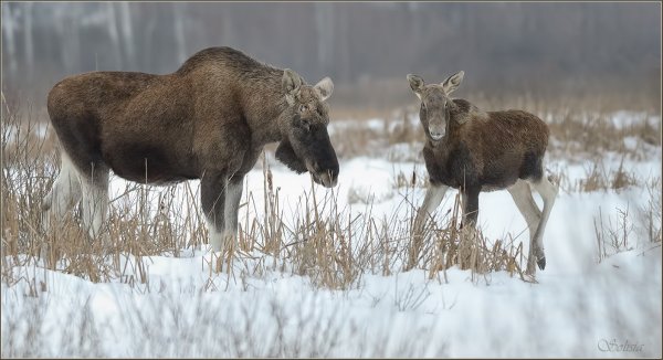 Фауна заповедника Басеги Лось