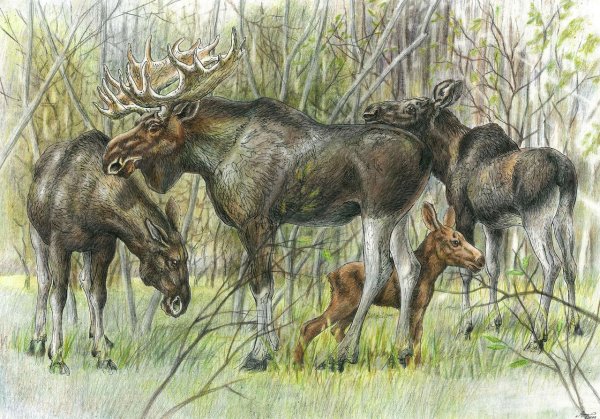 Антон Шкурко картины