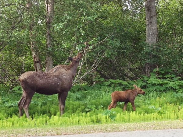 Ребенок лосихи