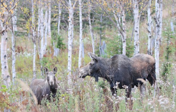 Лось в тайге