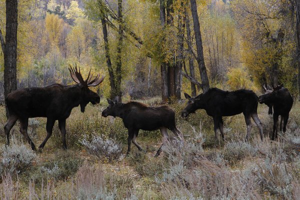 Семья лосей