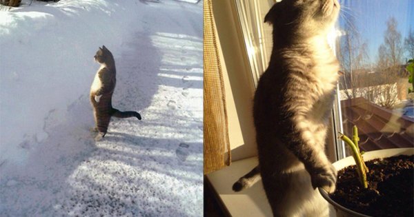 Февральские коты