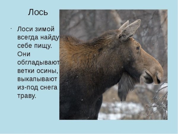 Интересные факты о лосях