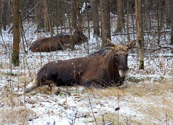 Лежбище лося