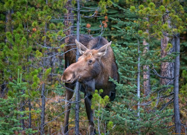 Лось и сосна