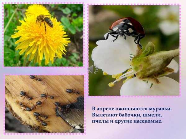 Просыпаются насекомые