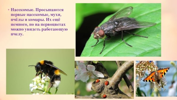 Просыпаются насекомые