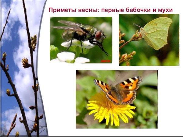 Насекомые просыпаются весной