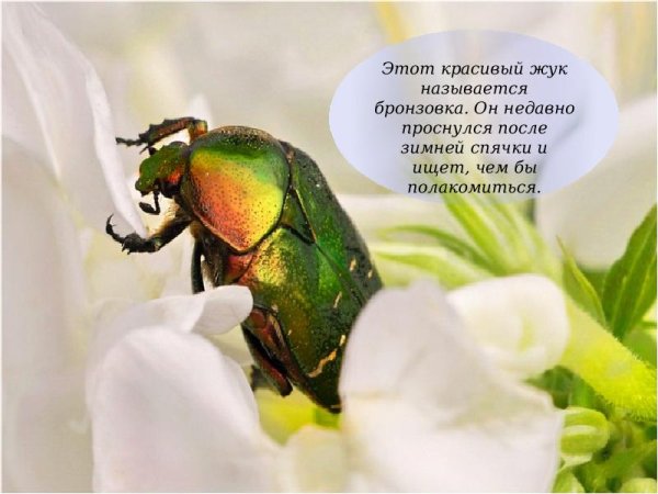 Просыпаются насекомые