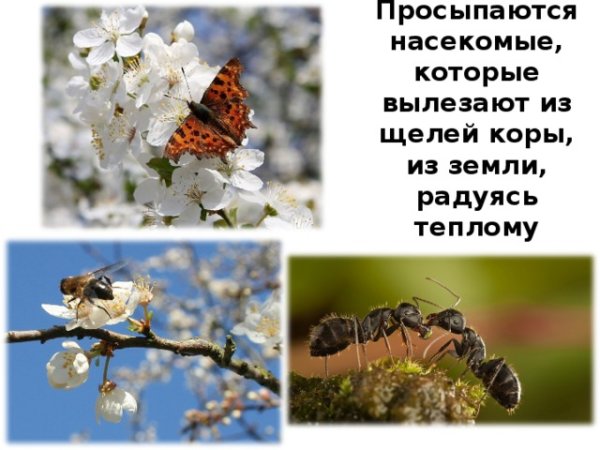 Просыпаются насекомые