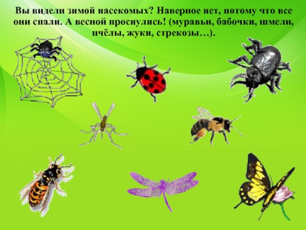 Насекомые которые просыпаются весной