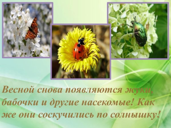 Насекомые ранней весной