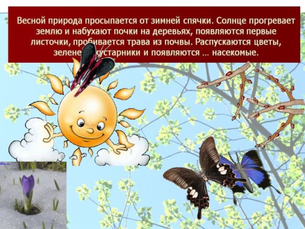 Какие насекомые появились первые
