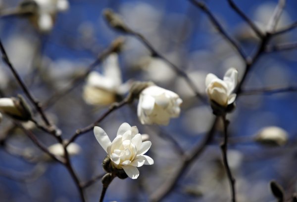 Весна подснежники крокусы