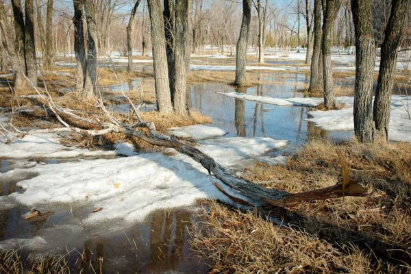 Цветы ранней весны