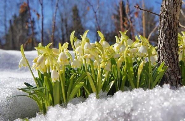 Крокусы подснежники и Мимоза