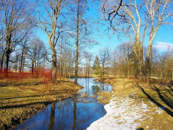 Первоцветы подснежники крокусы