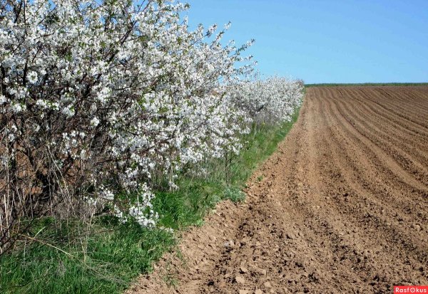 Вишня в деревне