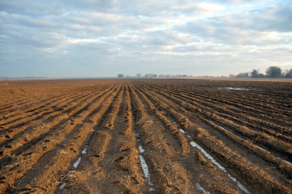 Невспаханное поле весной