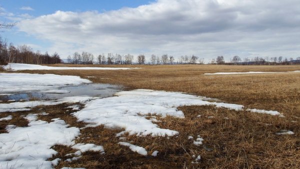 Луг ранней весной