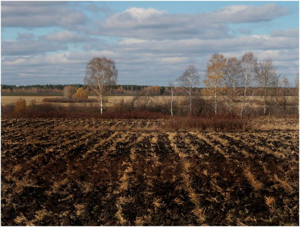 Поле поздней осенью