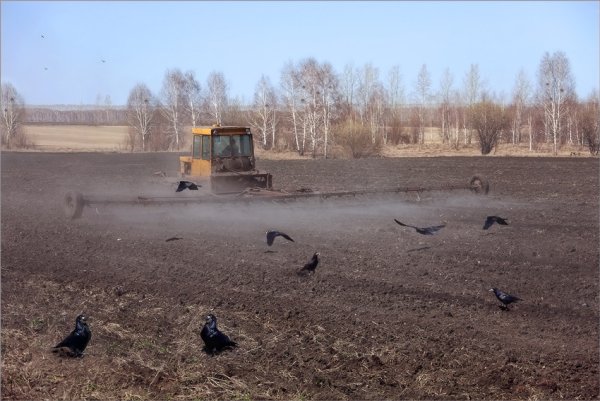 Грачи на пашне