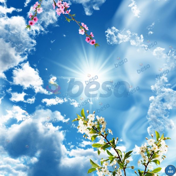 Сакура на фоне неба