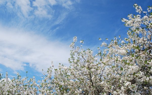 Фон для презентации небо